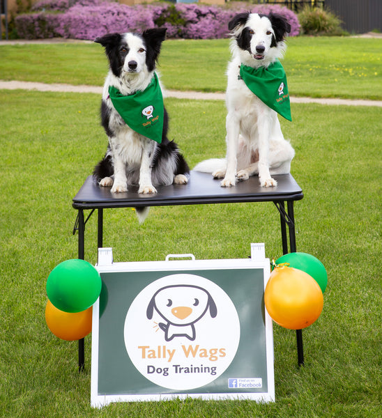 Puppy Group classes in Canberra